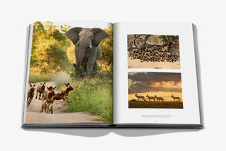 Londolozi : The Safari That Changed Everything